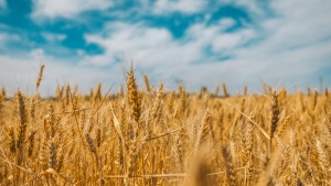 Polish farmers fight Europe&#039;s largest coal plant